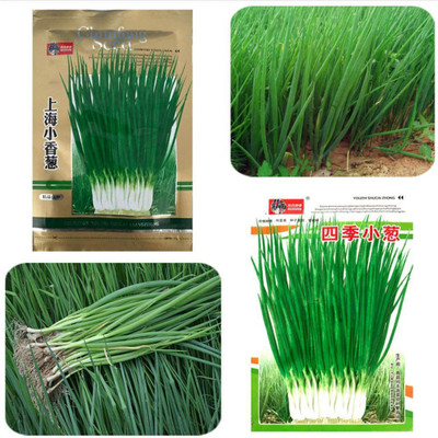 CYBEXIS Original Shanghai Chives2800 Seeds Seed(2800 per packet)