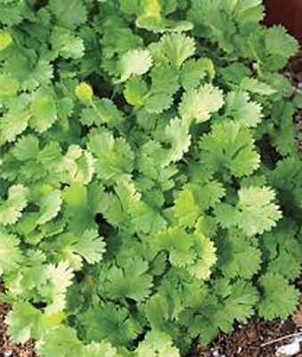 KNESSiN Coriander, Coriandrum Sativum, Feinsamige Late Darting-{2000 Seeds} Seed(2000 per packet)