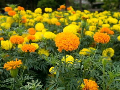 usdeer retail marigold,gende ka phool seeds Seed(21 per packet)