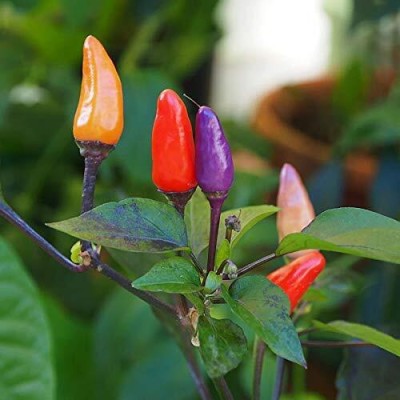 KNESSiN Blue Christmas Chilli Pepper Seeds Seed(200 per packet)