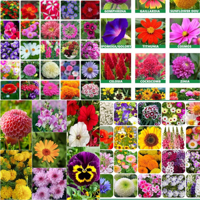 ibains Flower seeds all season biij 212 Seed(212 per packet)