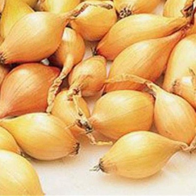 CYBEXIS Hybrid Shallot Onion Seeds4000 Seeds Seed(4000 per packet)