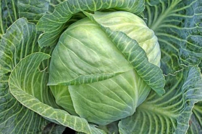 ibains Cabbage seed pack of 10 Seed(10 per packet)
