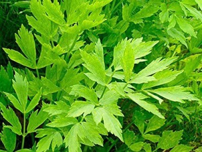 VibeX TLX-41 - Lovage Herb Plant - (2250 Seeds) Seed(2250 per packet)