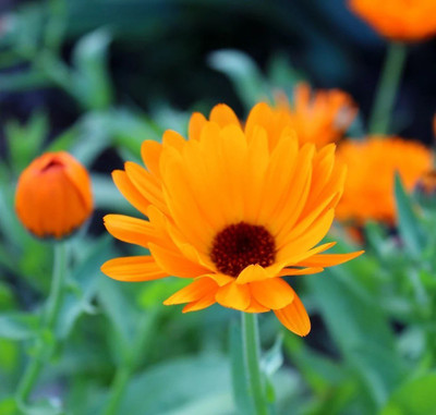 Platis Organic Calendula Flowers Seed(150 per packet)