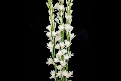 BSARKAR tuberose/Polianthes tuberosa flowers bulbs Seed(6 per packet)