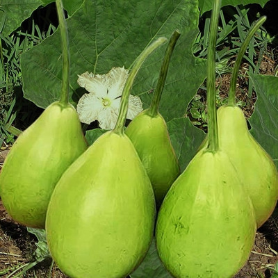 BSARKAR Round bottle gourd seed Seed(20 per packet)