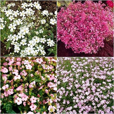 ACCELCROP Gypsophila White , Baby's Breadth Seed(65 per packet)