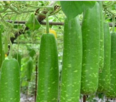 Quentova NAM TAO YAI Bottle Gourd Seeds-LIV Seed(75 per packet)