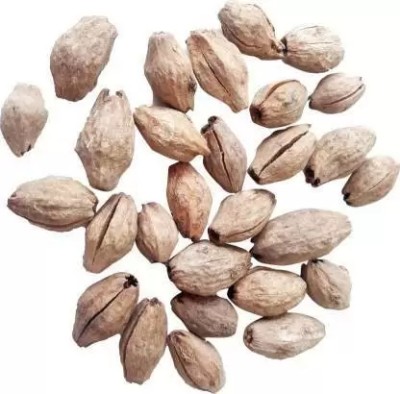 grassland Grassland Melia Dubia Or Malabar Neem Seed Seed(150 g)