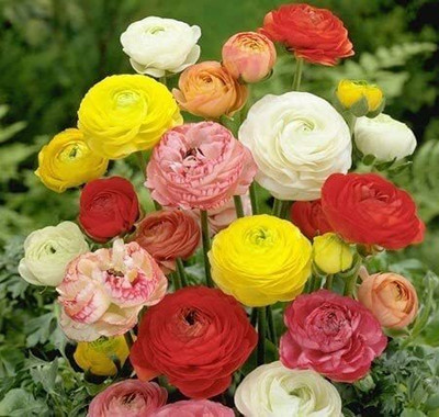 Epazo Imported Ranunculus Mix Color Flower Bulbs For All Season Gardening Seed(3 per packet)