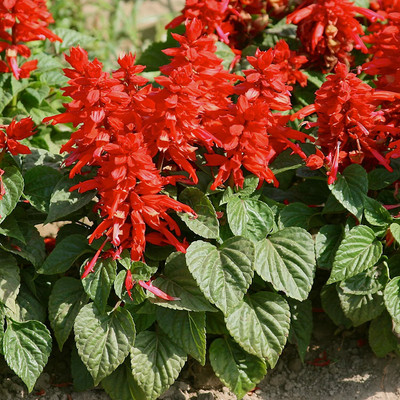 Aywal Salvia F1 Hybrid Mixed Seed(20 per packet)