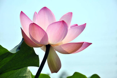 AGRYSO lotus,kamal gatta Seed(11 per packet)