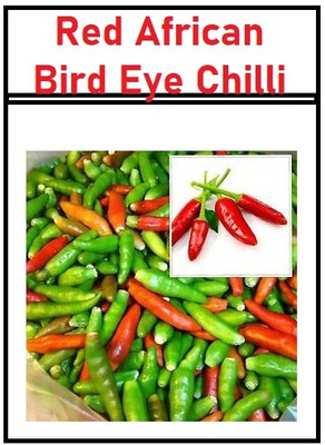 WILLVINE HUA -IX Red African Bird Eye Chilli - Bird Chilli -Red[50gm, 10000 Seeds] Seed(10000 per packet)