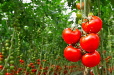Nak tomato Seed(75 per packet)