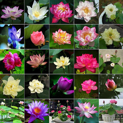 CYBEXIS TLX-7 - Aquatic Mini Lotus Flowers - (30 Seeds) Seed(30 per packet)