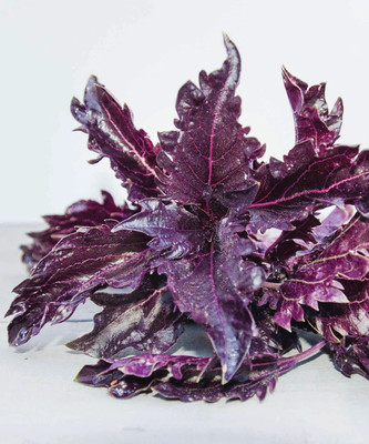 VibeX ® VXI-33 Basil 'Purple Ruffles' (Ocimum Basilicum) Seed(1000 per packet)