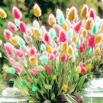 KNESSiN IHS-16 Bunny Tail Grass Seed(100 per packet)