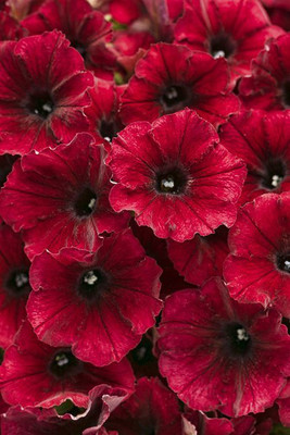 WHADE Supertunia Black Cherry Seed(70 per packet)