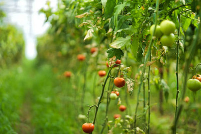 uddeepar retail tomato Seed(125 per packet)