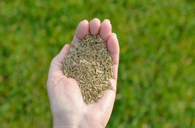 HAMPHU hybride makkhan grass Seed(400 g)