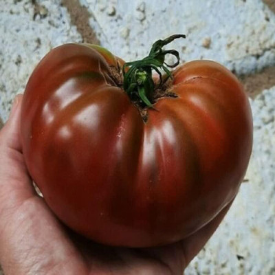 KNESSiN F1 Hybrid Purple Cherokee Tomato Seeds For Growing - (400 Seeds) Seed(400 per packet)