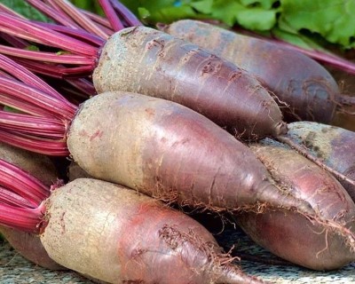 MYLAWN Beetroot 'Cylindra' Seed(500 per packet)