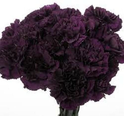 CYBEXIS Fragrant Carnation King of Blacks Perennial Flower Seeds Seed(50 per packet)