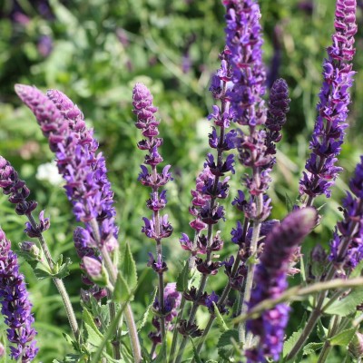 Qualtivate XXX-6A Mauve Sage Herb Seeds Seed(100 per packet)