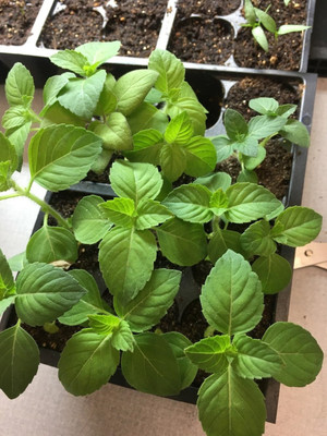 WILLVINE GBPUT-53 Basil- Blue Spicc Seed(1000 per packet)
