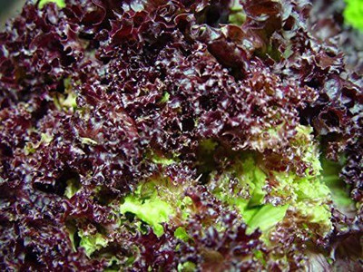VibeX ® XLR-876 RUBY LEAF LETTUCE Red Loose Leaf Seed(200 per packet)