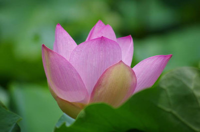 Rawmest lotus,kamal gatta Seed(10 per packet)