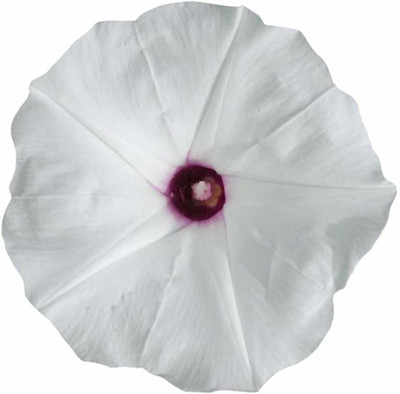 CYBEXIS Morning Glory Flower Seeds-White and Purple Seed(50 per packet)