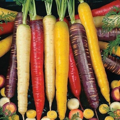 CYBEXIS Good Germination Rainbow Carrot Seeds2000 Seeds Seed(2000 per packet)