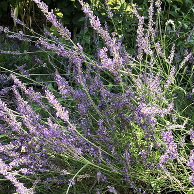 CYBEXIS LXI-39 - Lavender (Lavendula angustifolia) - (250 Seeds) Seed(250 per packet)