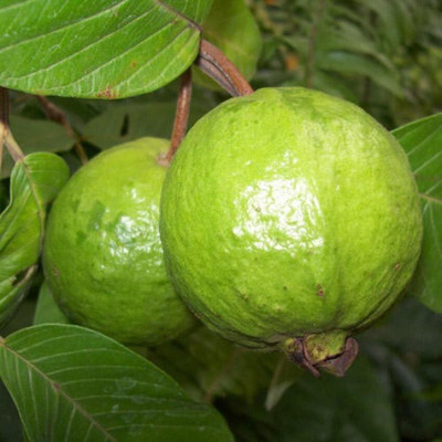 Flipkart SmartBuy Guava Jaam Amrood Seed(20 per packet)