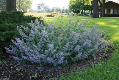CYBEXIS LXI-39 - Catmint - 'Blue Wonder' - (13500 Seeds) Seed(13500 per packet)