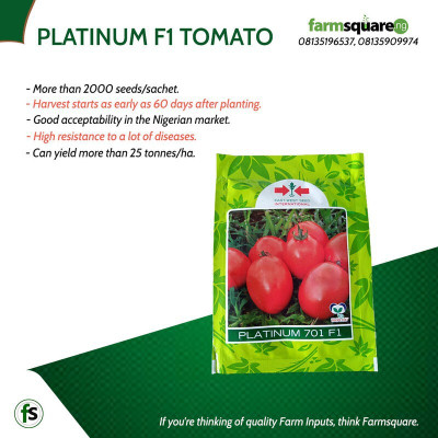 BHUSAN east west international hybrid vegetable platinum 701 tomato 10 seeds Seed(10 per packet)