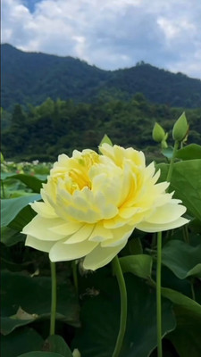 Greenfall Lotus Seeds for Beginners Seed(10 per packet)