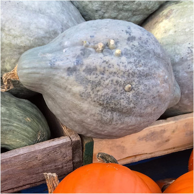 WILLVINE Non-GMO F1 HybridBlue Hubbard Winter Squash (Cucurbita maxima)-100 Seeds Seed(100 per packet)