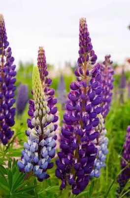 MAA Lupin Seed(28 per packet)