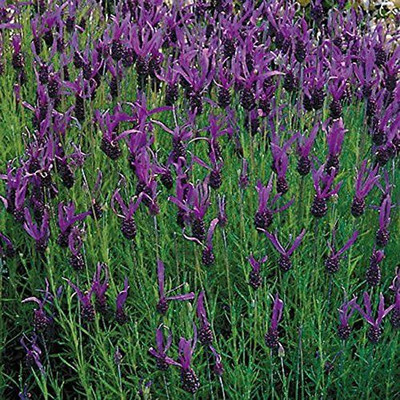 CYBEXIS XLR-40 - French Long Lavender - (2250 Seeds) Seed(2250 per packet)