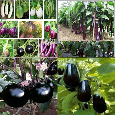 ibains Bringel seeds pack of 60 Seed(60 per packet)