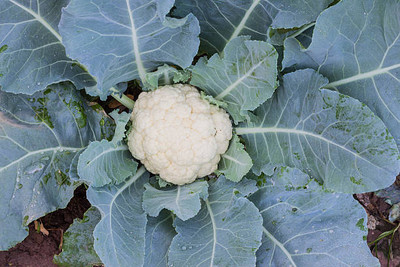 TREECARE white cauliflower,gobhee seeds Seed(30 per packet)