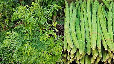 VibeX LXI-73 - Moringa PKM2 Drumstick - (150 Seeds) Seed(150 per packet)