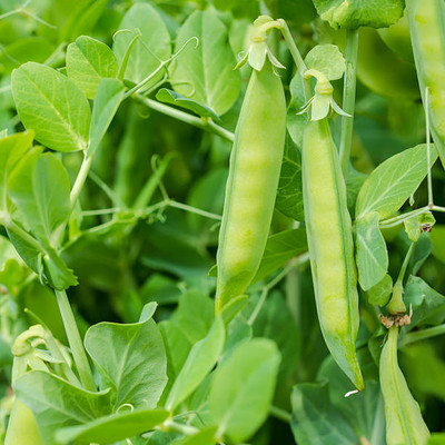 AFARTIOBINA 115 Pc Beans Seeds Seed(115 per packet)