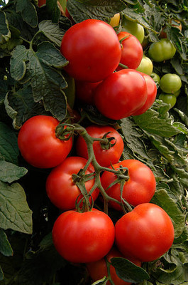 Reelam Natural tomato Seed(105 per packet)