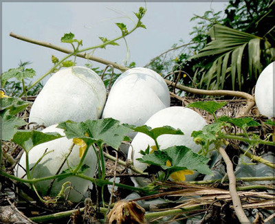 LiveNature Ash Gourd/Mithai Petha/Winter Melon Vegetable Seeds Home Garden-40 Seed(1 per packet)