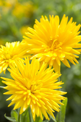 Lippy Calendula officinalis porcupine yellow Seed(70 per packet)