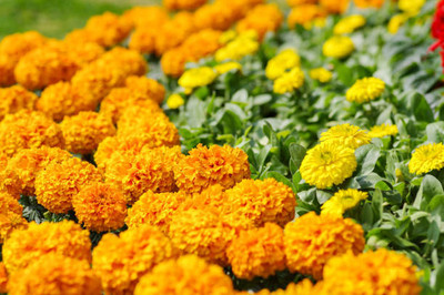 Epoojacart marigold,gende ka phool Seed(35 per packet)